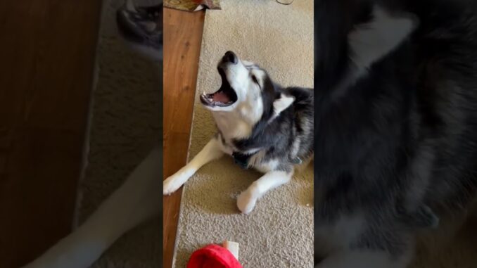 Talking Dog🗣️🐕🔥 #dog #husky #youtube #funny #pets #ai #news #fb #facebook