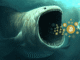 Bitcoin whales