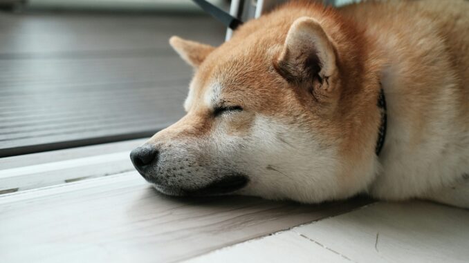 Analyst Reveals The Channel That Is Holding Price Back From Dogecoin