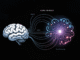 AI and the Brain: How DINOv3 Models Reveal Insights into Human Visual Processing