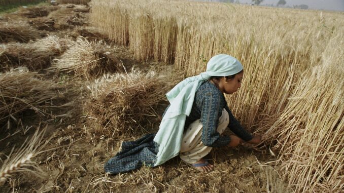 The rise of algorithmic agriculture? AI steps in Illustrative image of crops for article on AI agriculture.