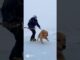 Golden Retriever: Glacier Crevasse Bear Trap! Hero Guides Guide to Save Puppy #dog #goldenretriever