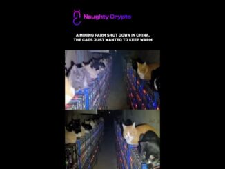 When Your Mining Rig Becomes a Cat Heater 😹 #cats #crypto #mining #trading #china #trader #shorts