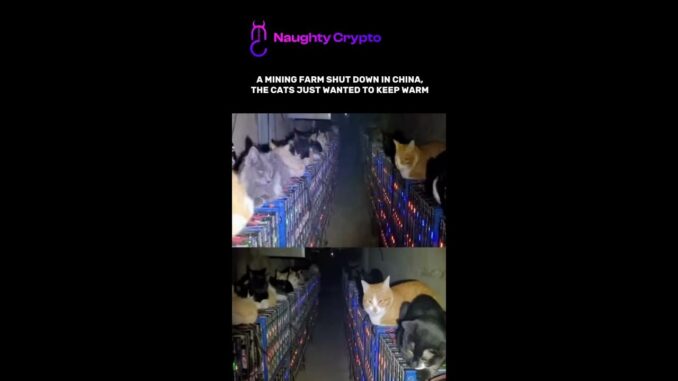 When Your Mining Rig Becomes a Cat Heater 😹 #cats #crypto #mining #trading #china #trader #shorts